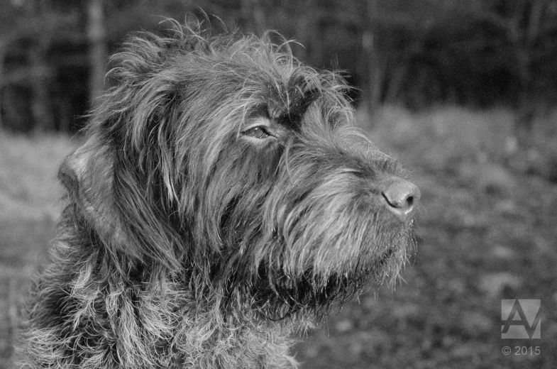 a black and white pograph of a gy dog