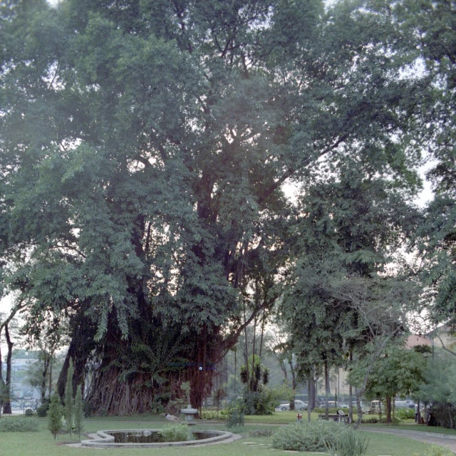 several large trees line the park and surrounding the grassy area