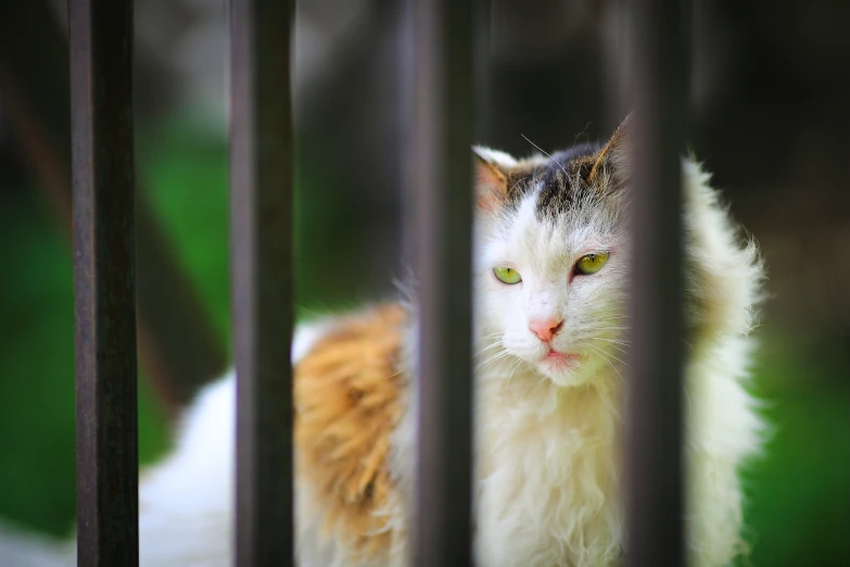 a close up view of a cat behind bars