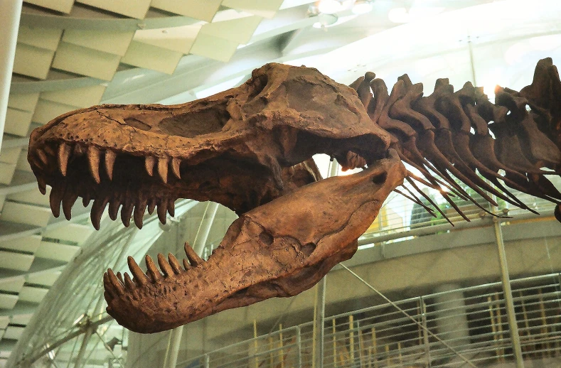 a dinosaur skeleton with its mouth open in the museum
