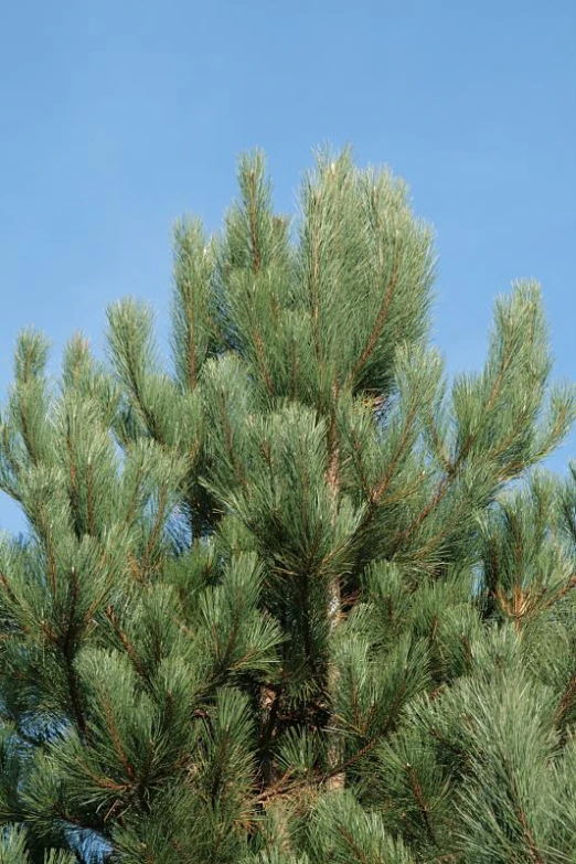 a closeup view of pine tree nches and cones