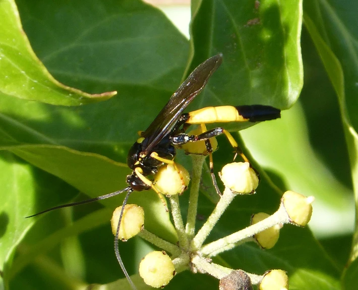 a black and yellow bug is sitting on a flower