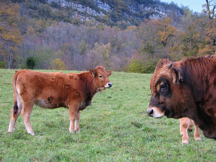 two cows in an open field with trees in the background