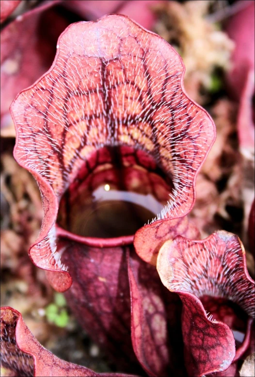 a pink flower with a black area and very thin stems