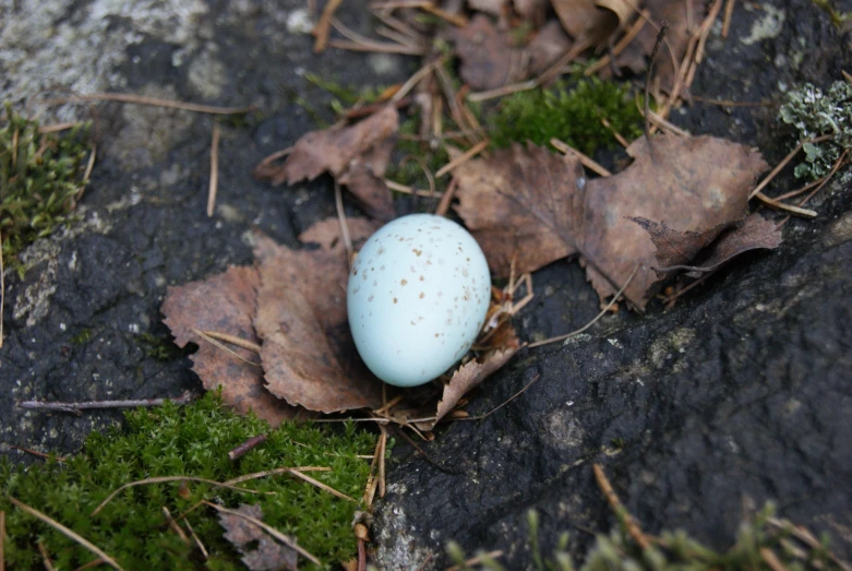 small blue egg nestled on a rock surrounded by leaves