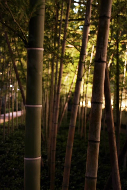 two tall, green trees stand in a grove