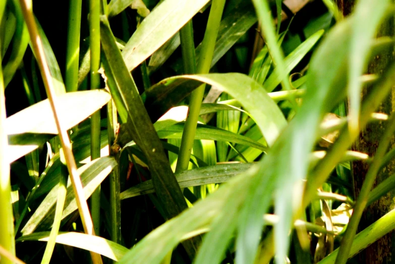 a close up of grass with lots of green leaves