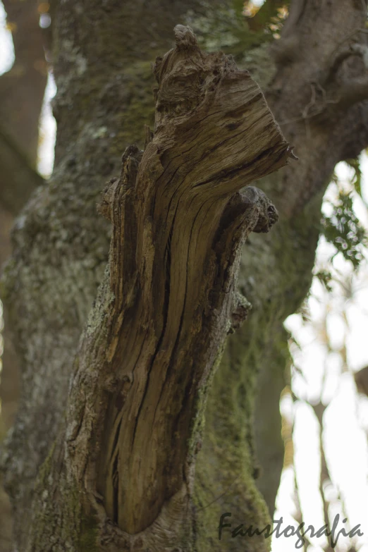 closeup of a tree with a unique face carved in the bark