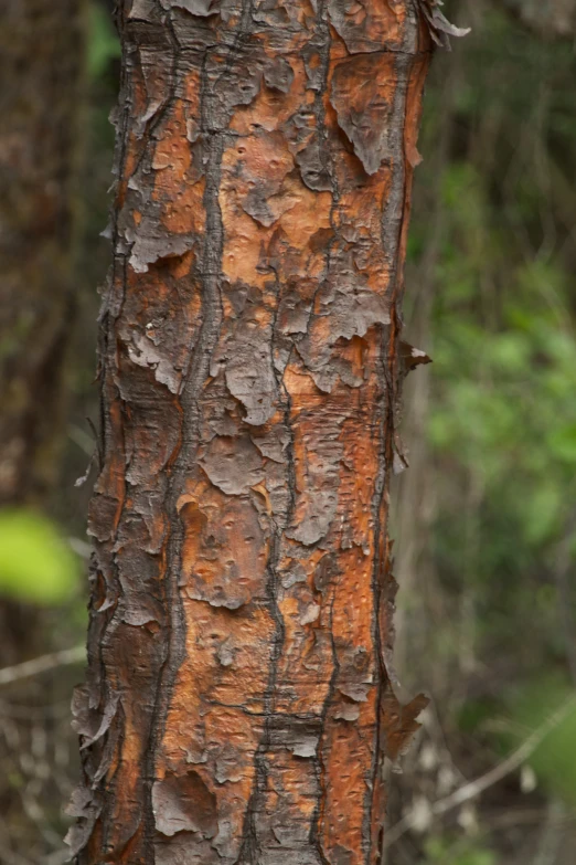 a bird is sitting on the trunk of a tree