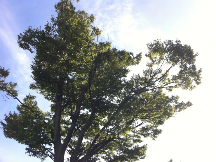 a large tree standing in the middle of a park