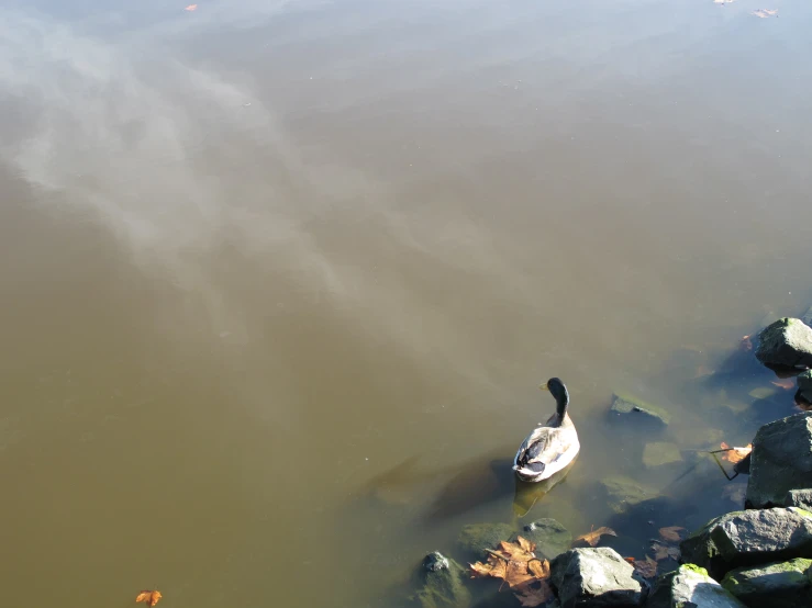 two geese swimming on a body of water