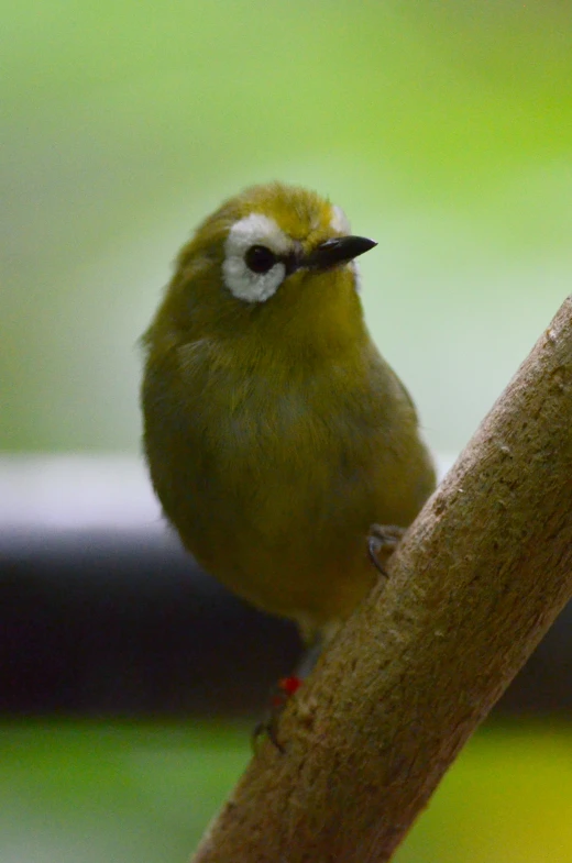 a small yellow bird perched on the back of a nch