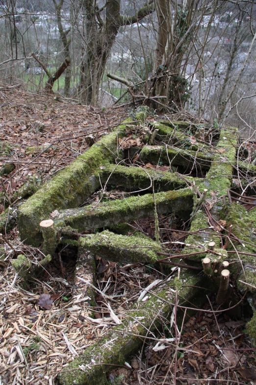 moss covered wooden logs lying in the woods