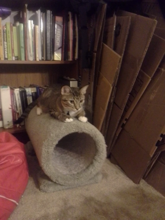 there is a cat laying on top of the scratching tower