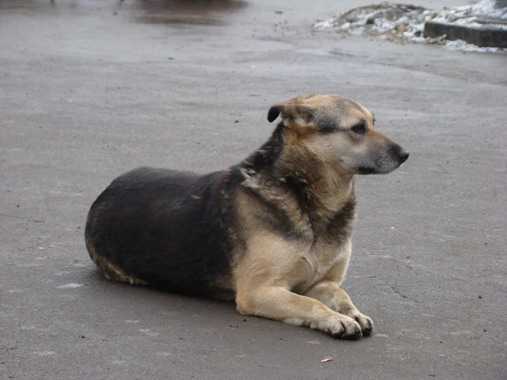 a large brown dog laying down on top of a wet ground