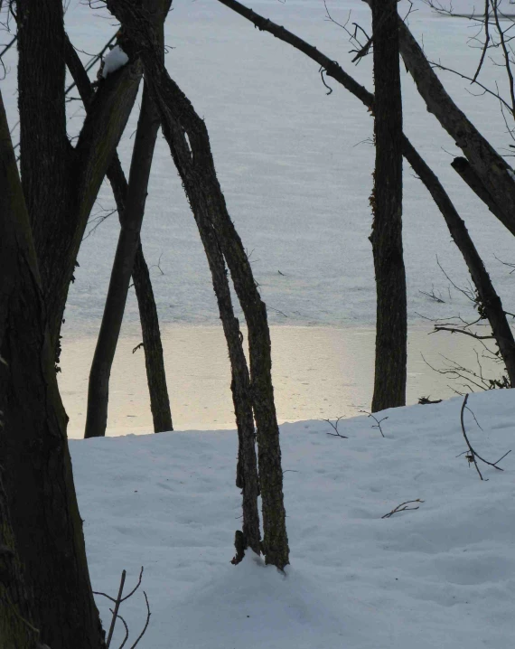 snow is melting under a line of bare trees