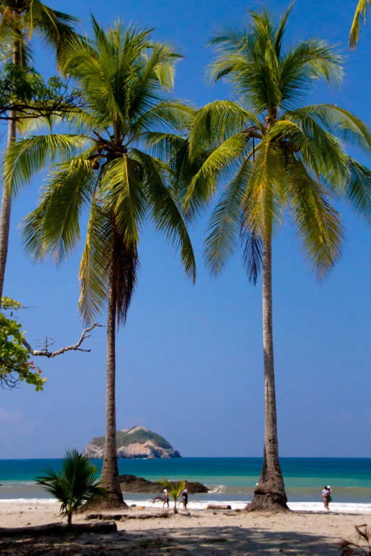 a beach has three palm trees next to it