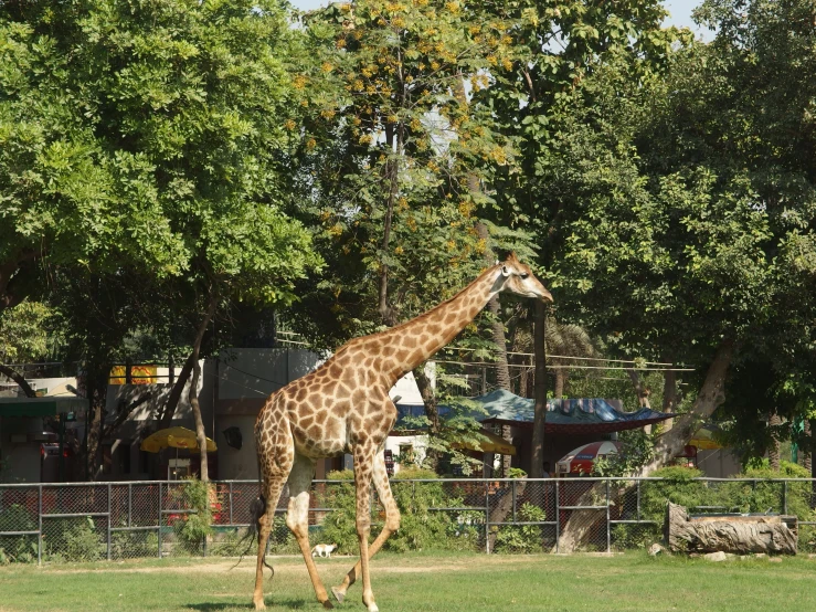 a large giraffe walking on grass behind a fence