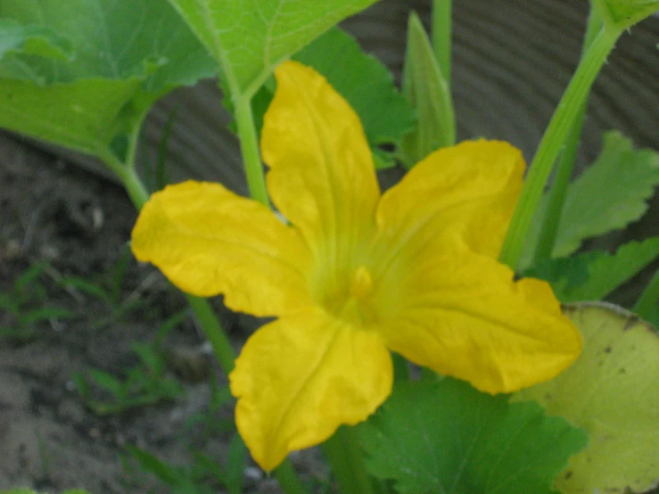 a small yellow flower blooming from between two large leaves