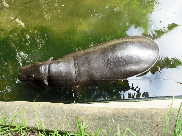 the hippopotamus is standing in the shallow water