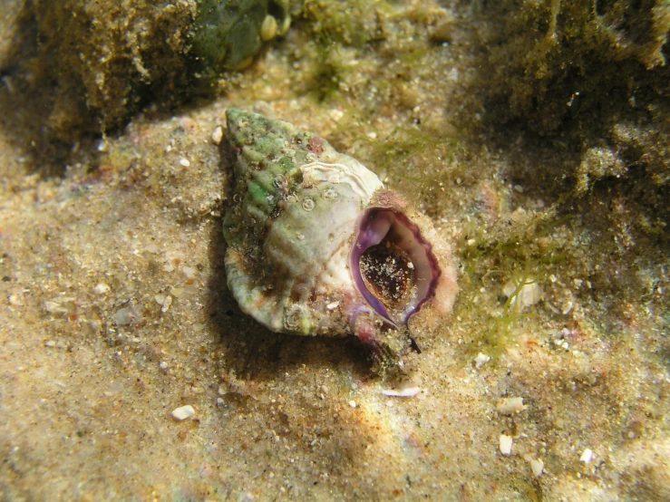 a very colorful and small sea creature with its mouth open
