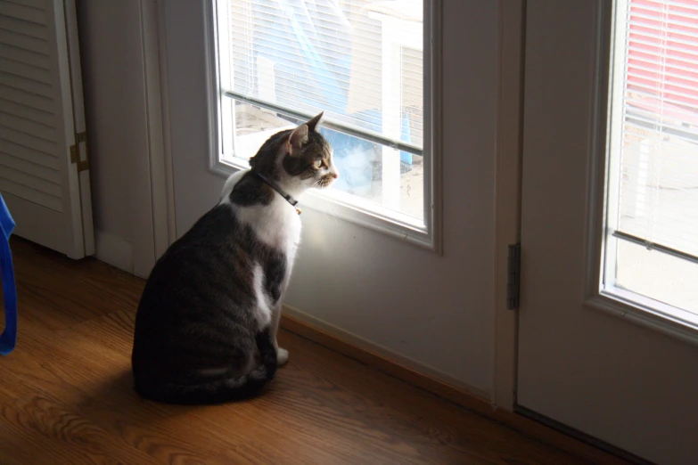 a cat sitting on the ground looking out a door