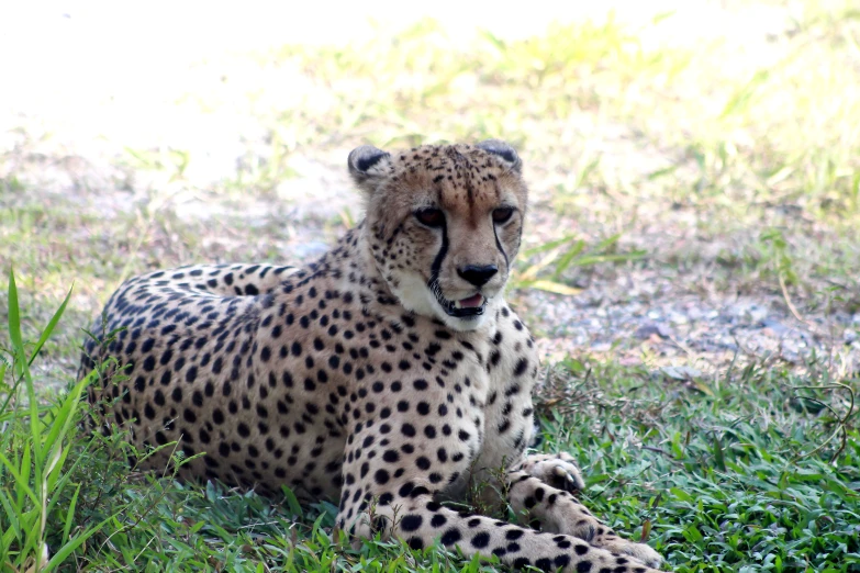 a big cheetah laying in the grass