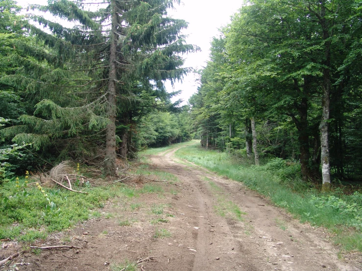 a dirt road going through a forested forest