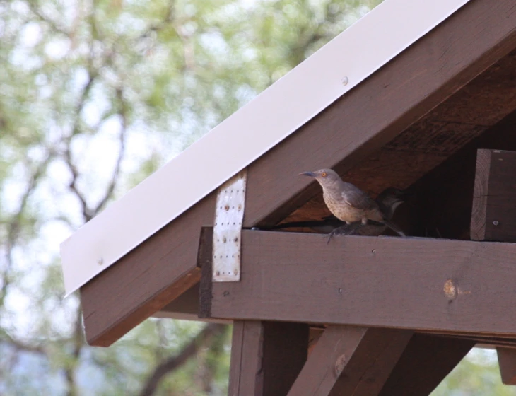 a bird perched on top of a roof above a wooden structure