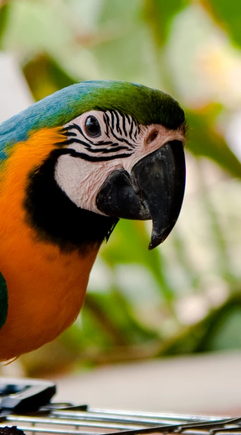 a colorful parrot perches on a cage