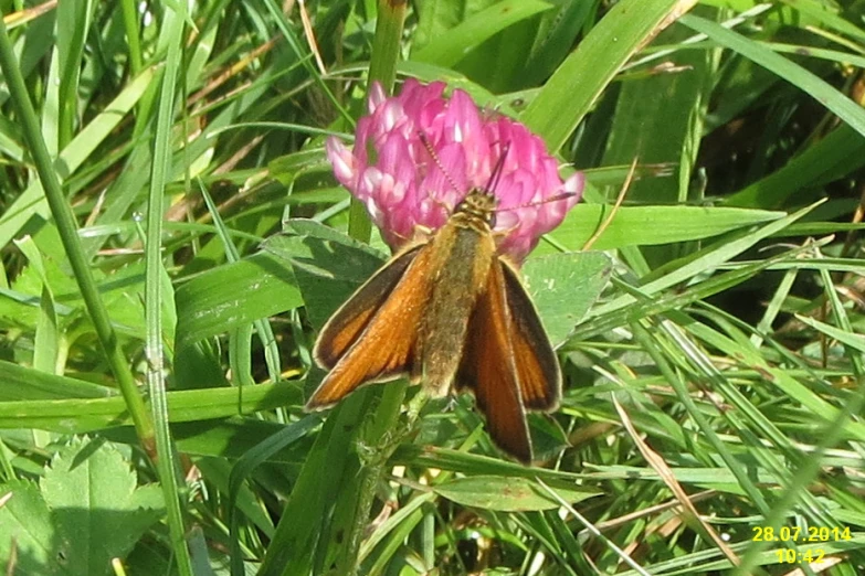 a brown erfly sitting on a purple flower in the grass