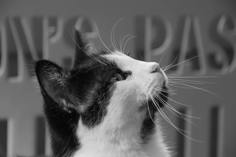 a cat looks up while standing next to a wall