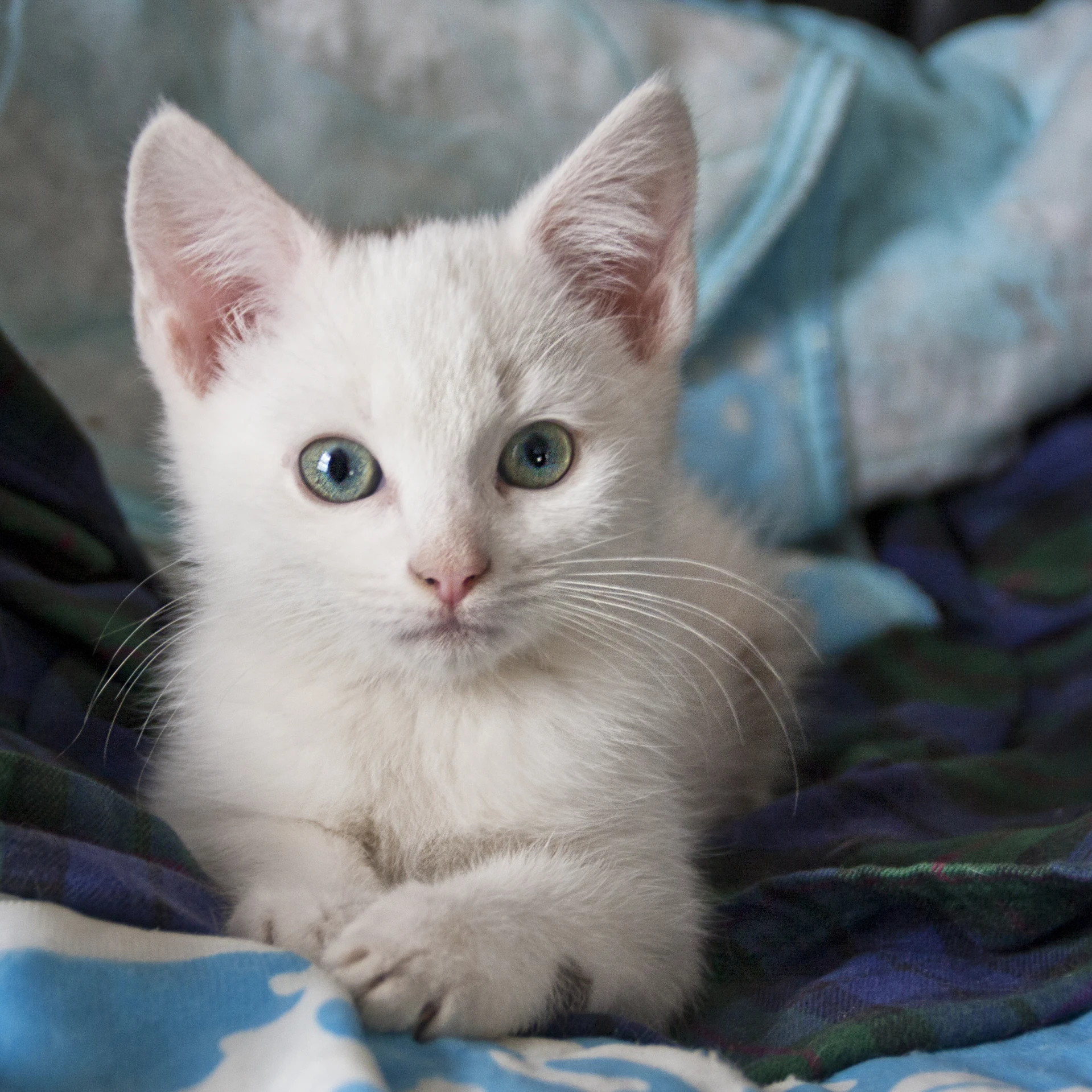 small kitten sitting in the middle of a blanket