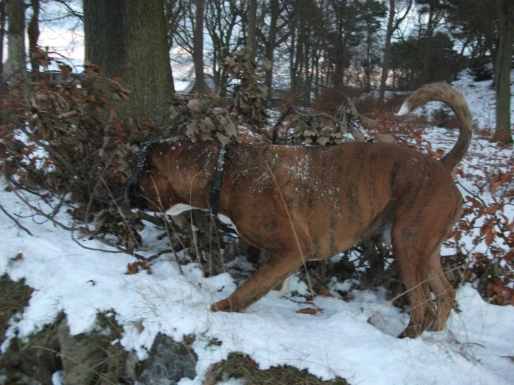 a dog that is walking in the snow