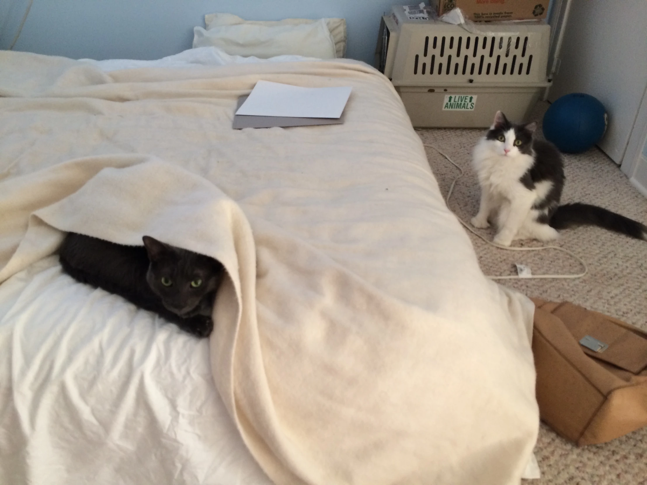 two cats lying on the floor with one black and one white