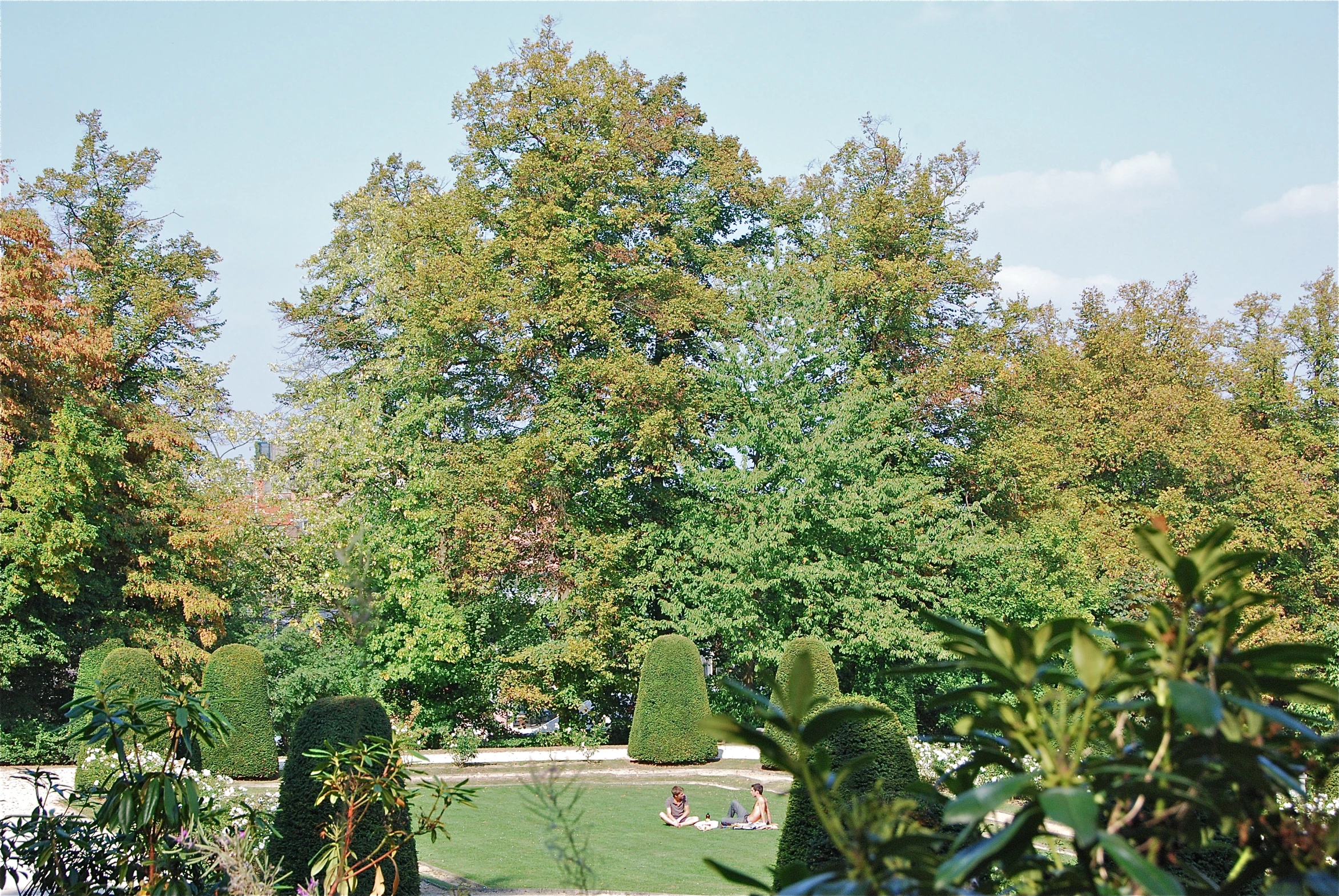 a group of trees sitting next to each other in a park