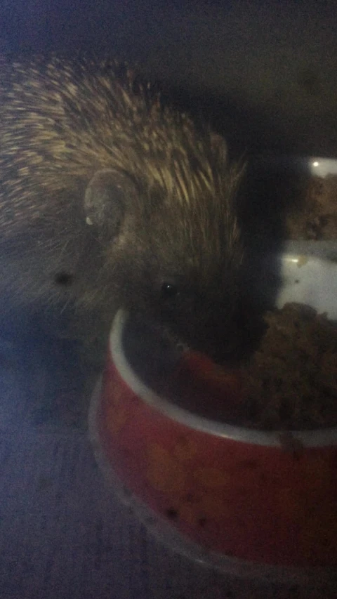 a porcupine in a bowl with food inside