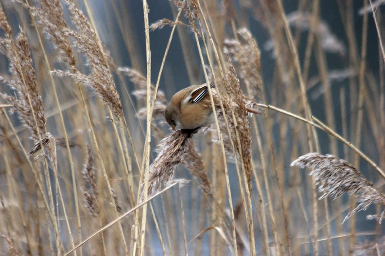a small bird sitting on a nch among tall dry grass