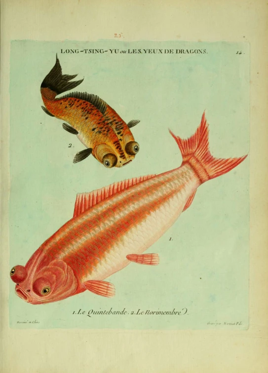an antique print of two fish, one is yellow and the other has black