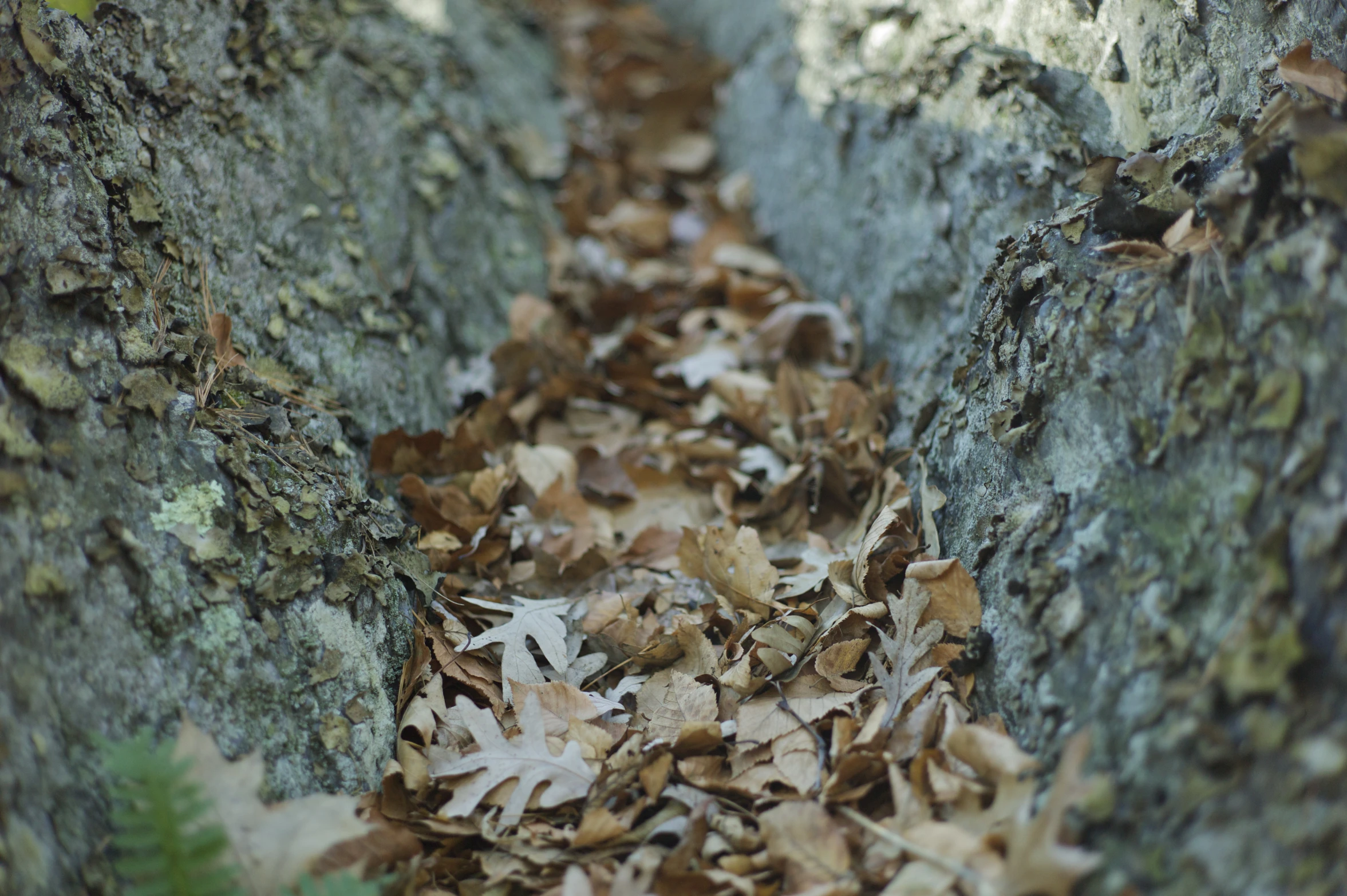 a closeup s of an alley in a tree