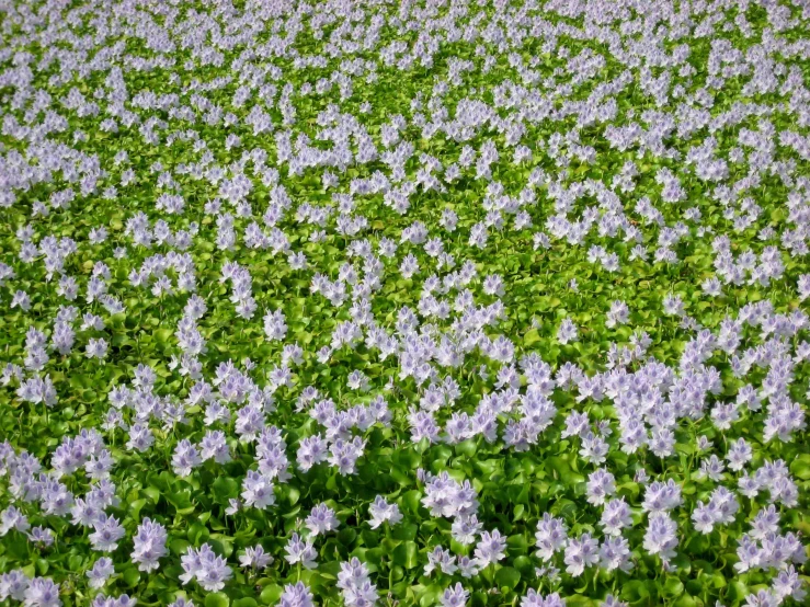 flowers grow in the middle of a green field