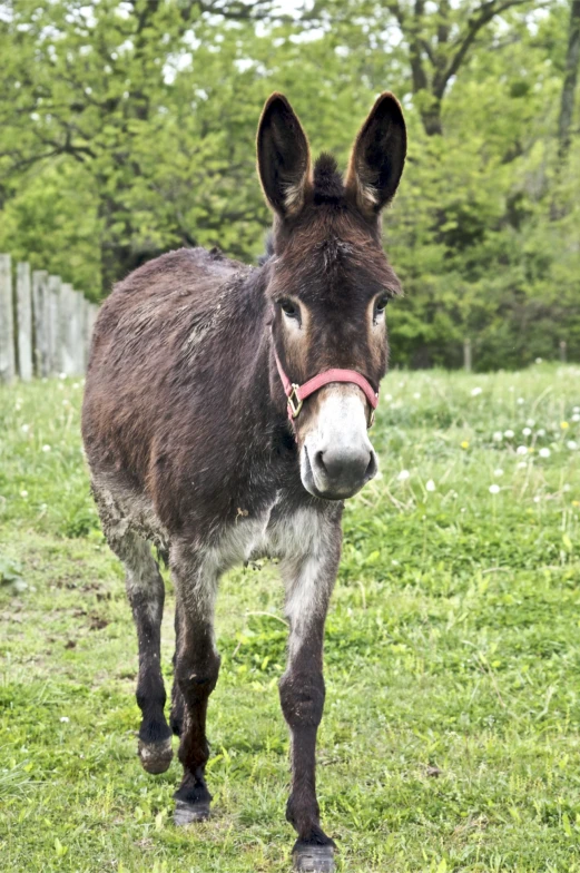 donkey in field with trees and grass with pink halter