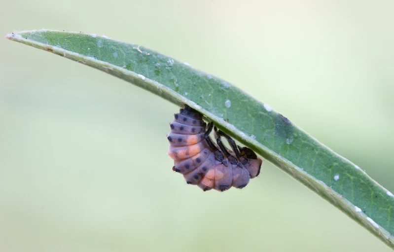 caterpillars are hanging from a green leaf