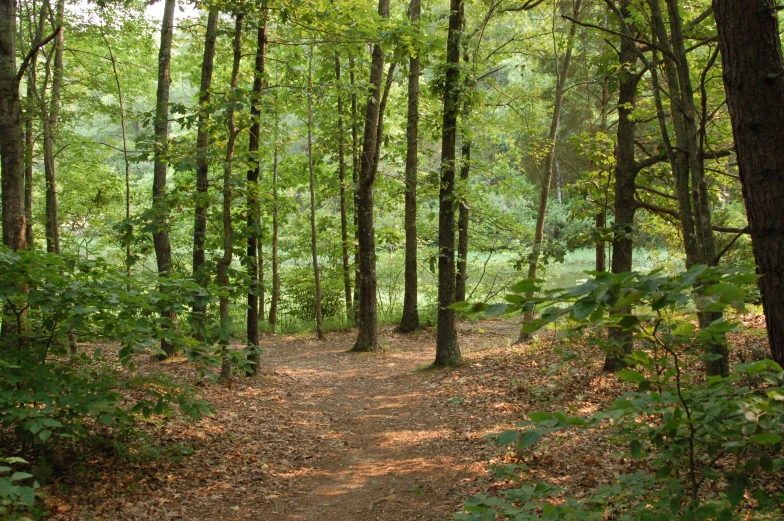 the dirt trail is lined with tall trees