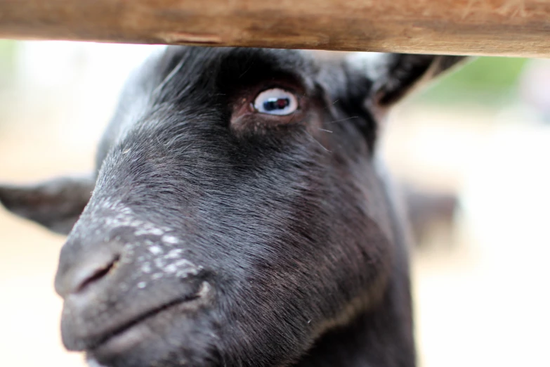 a close up view of the face of a black animal