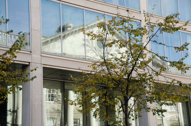 tree outside windows reflecting city architecture