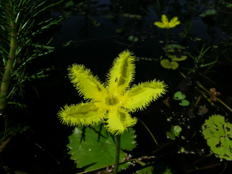 the top half of a plant is full of yellow flowers