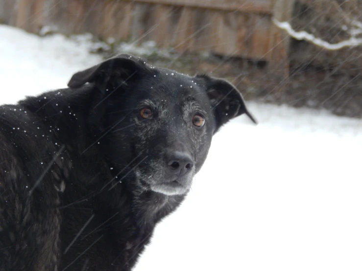 the dog looks in the direction of the camera lens