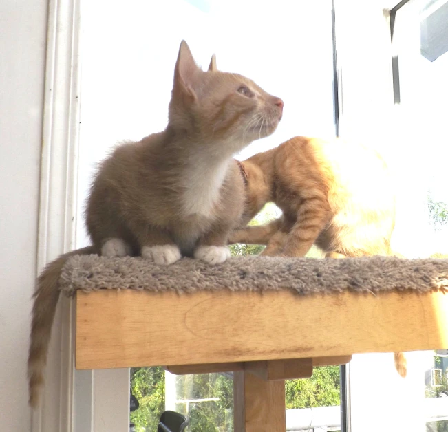 two orange and white cats on a wooden table