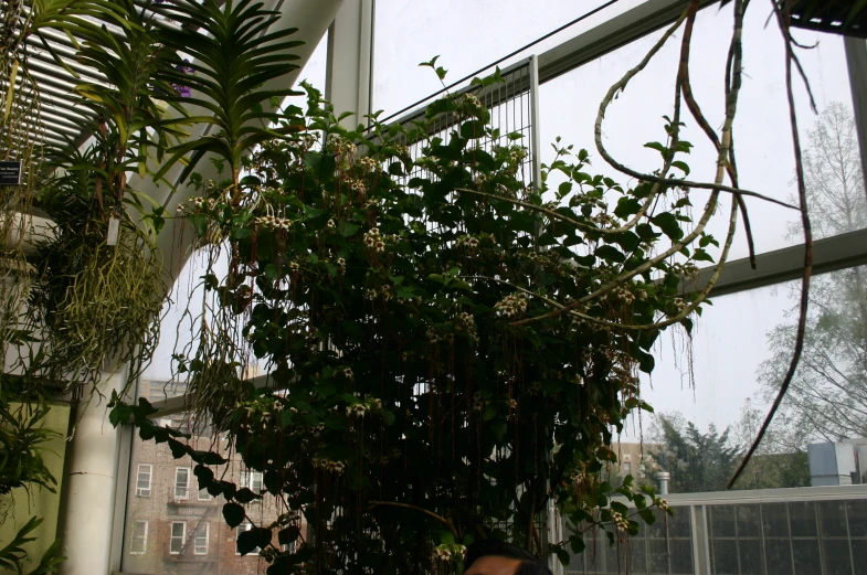 a plant growing on top of a metal rack